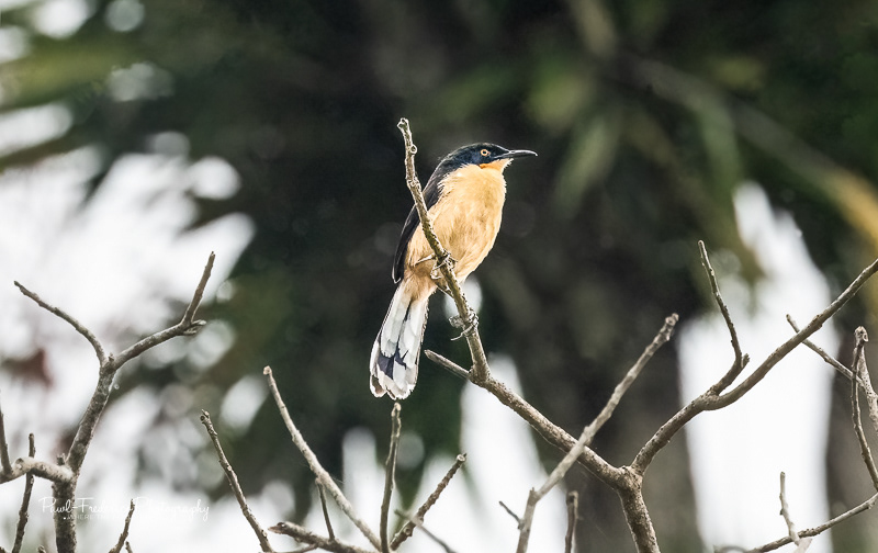 Black-capped Donacobius- Peruvian Amazon