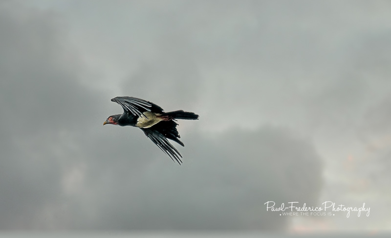 Red-throated Caracara - Peruvian Amazon