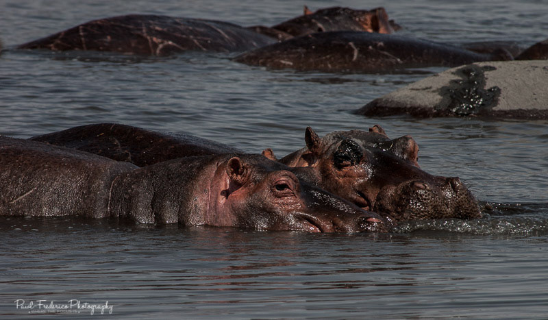 Hippos - Tanzania