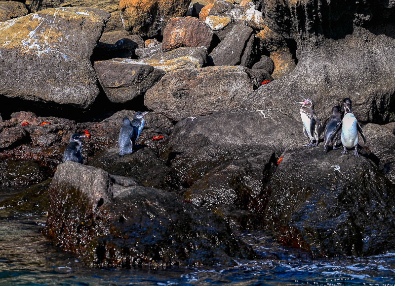 Galapagos Penguins