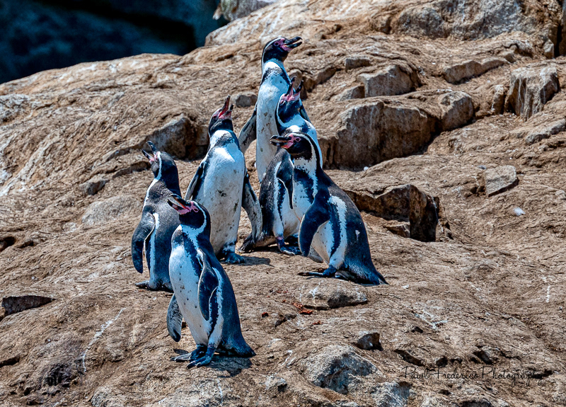 Announcing...The Humboldt Boys! - Peru