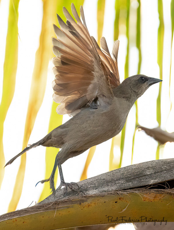 Unicolored Blackbird - Brazil
