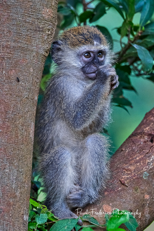 Little Thumb Sucker - Vervet