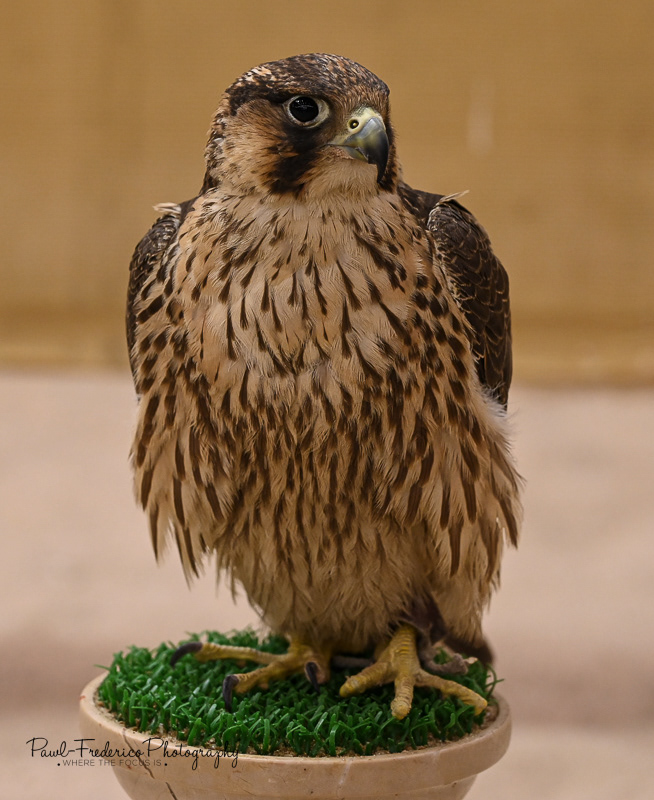 In Training - Falcon Souq - Doha, Qatar