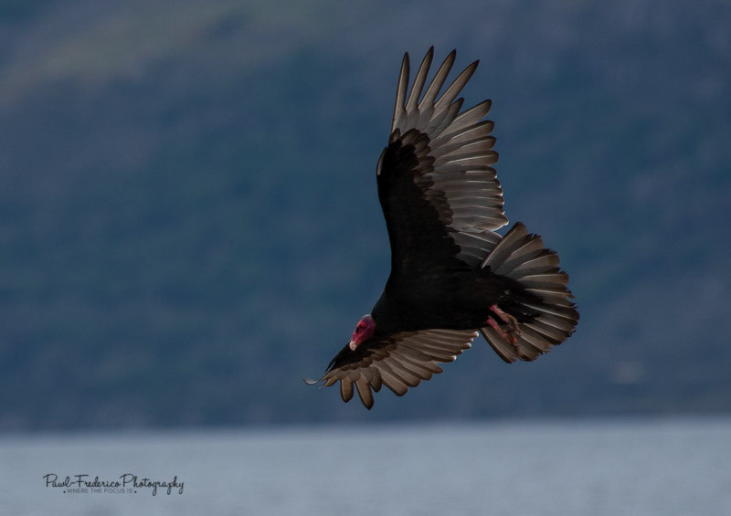 Vulture in Flight - Beagle Channel