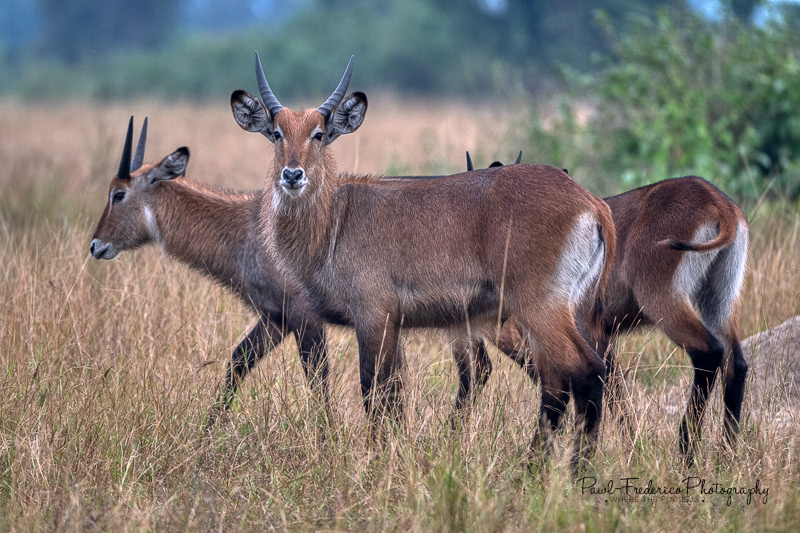 Waterbuck