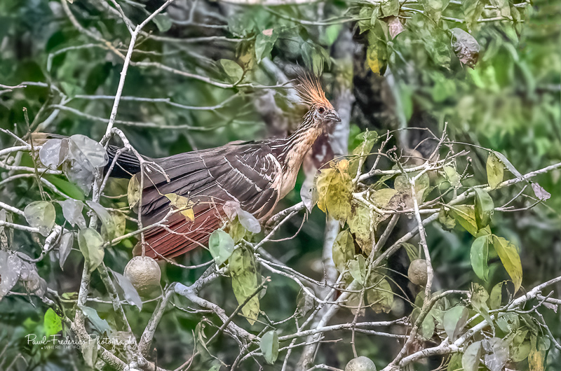 Hoatzin - Peruvian Amazon