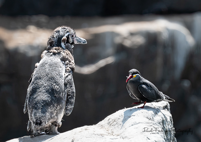 Nice Moustache Dude! Humboldt baby penguin and Inca Tern
