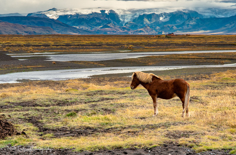 Icelandic Horse