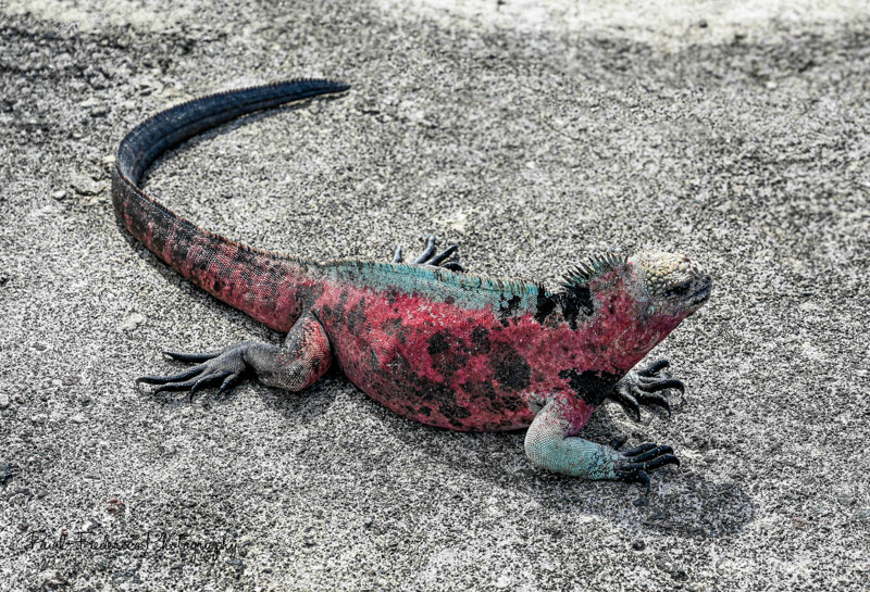 Marine Iguana - Galapagos