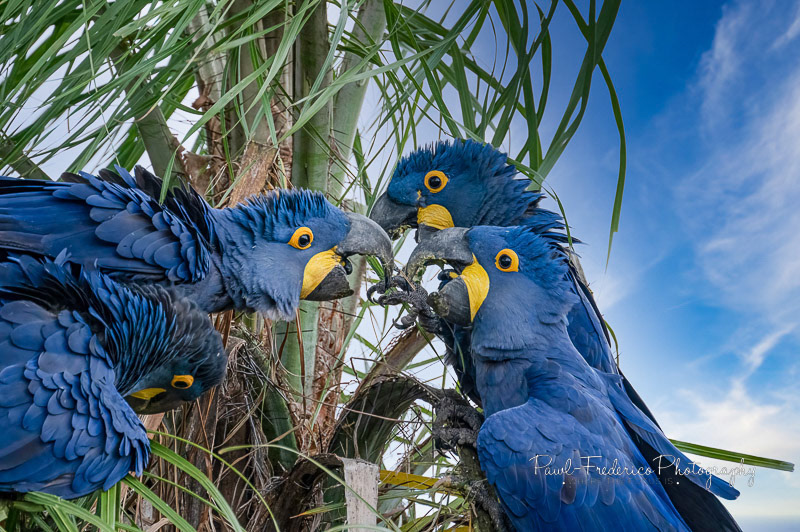 Hyacinth Macaws Nesting - Brazil