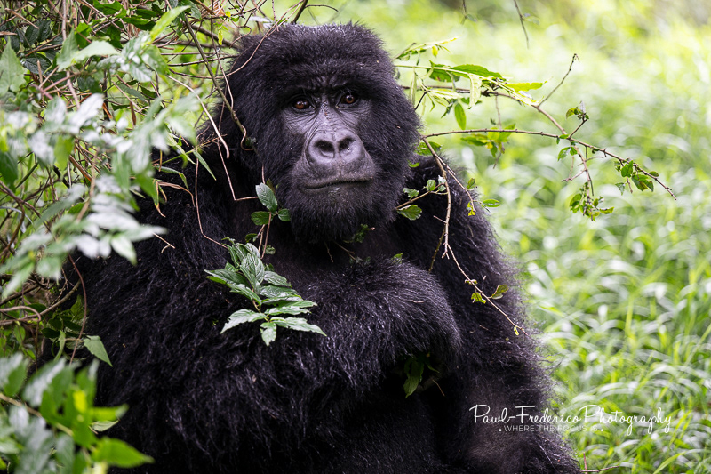 Next Man in Line - Blackback