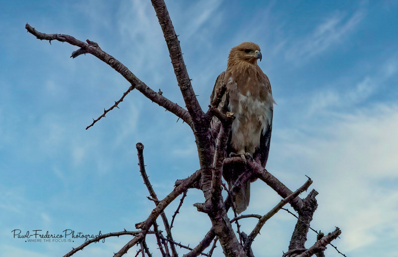 Steppe Eagle - Tanzania