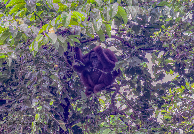 Old Man of the Jungle - Borneo