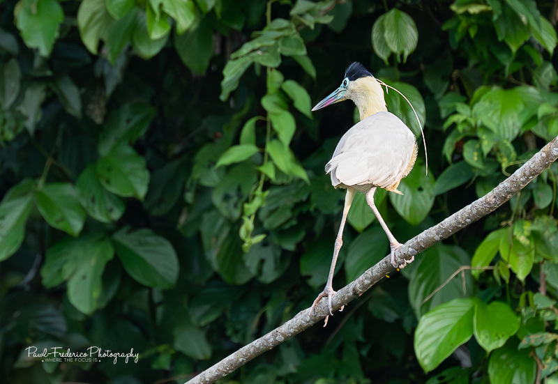 Blue-capped Heron
