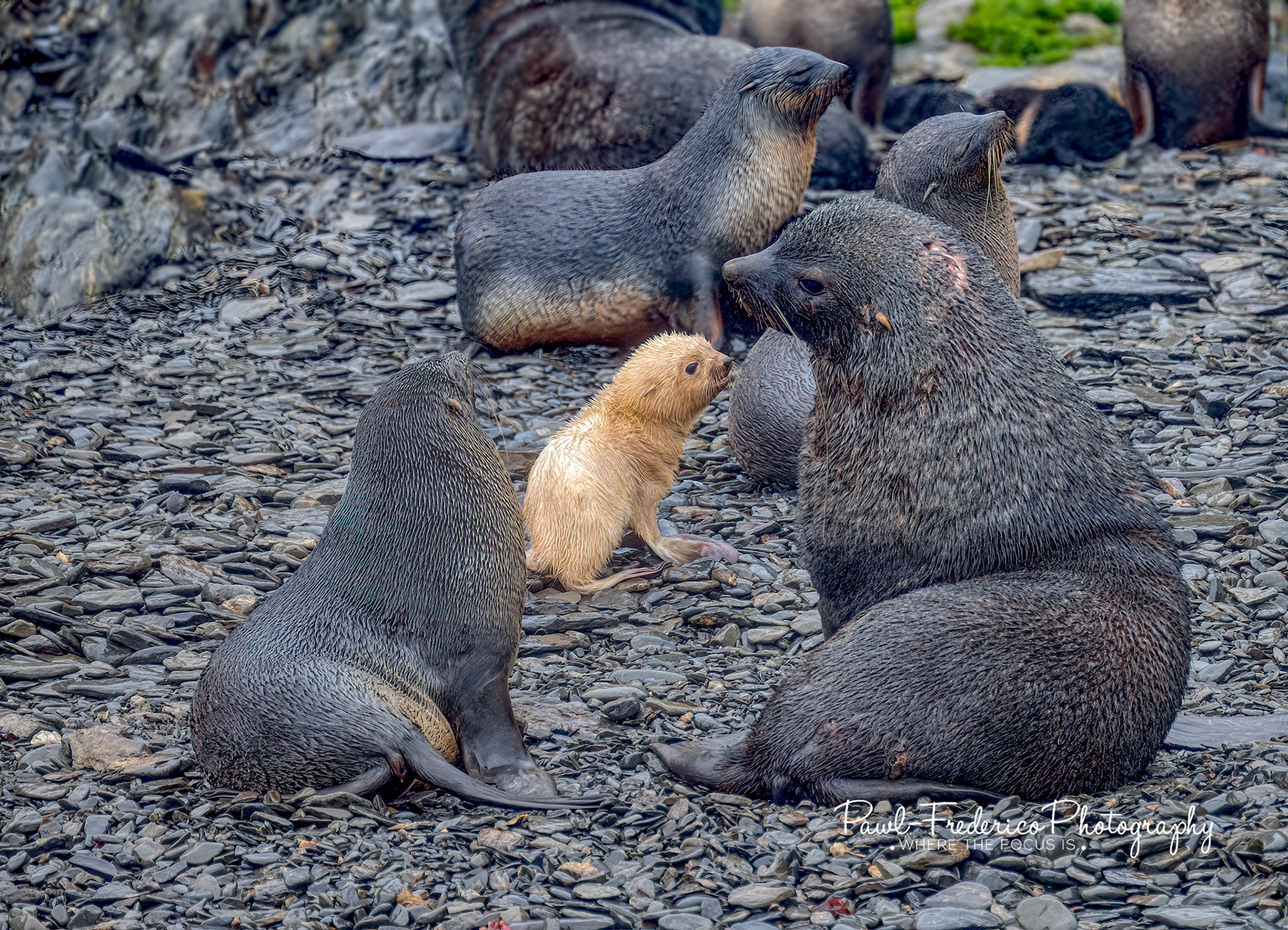 Fur Seal Family w/ Leucistic  Baby