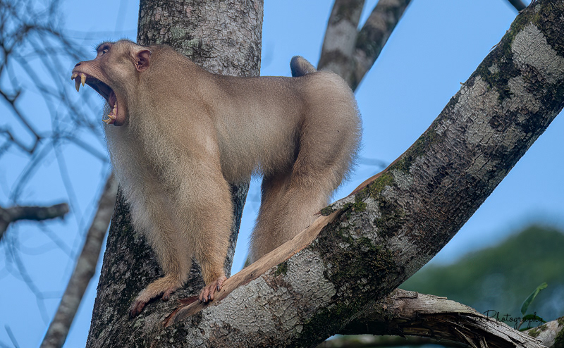 Angry Macaque - Borneo