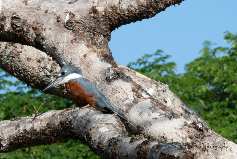 Ringed Kingfisher - Brazil