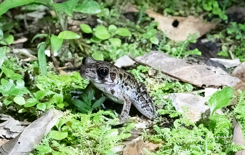 Rough-sided Frog - Borneo