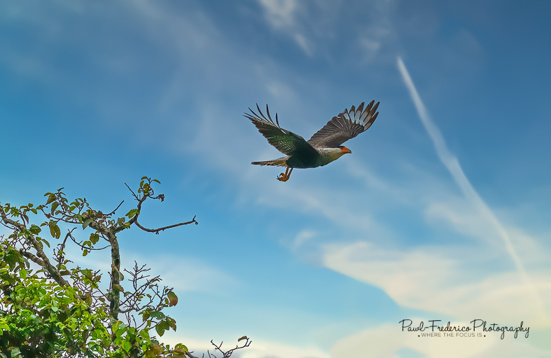 Yellow-headed Caracara in Flight