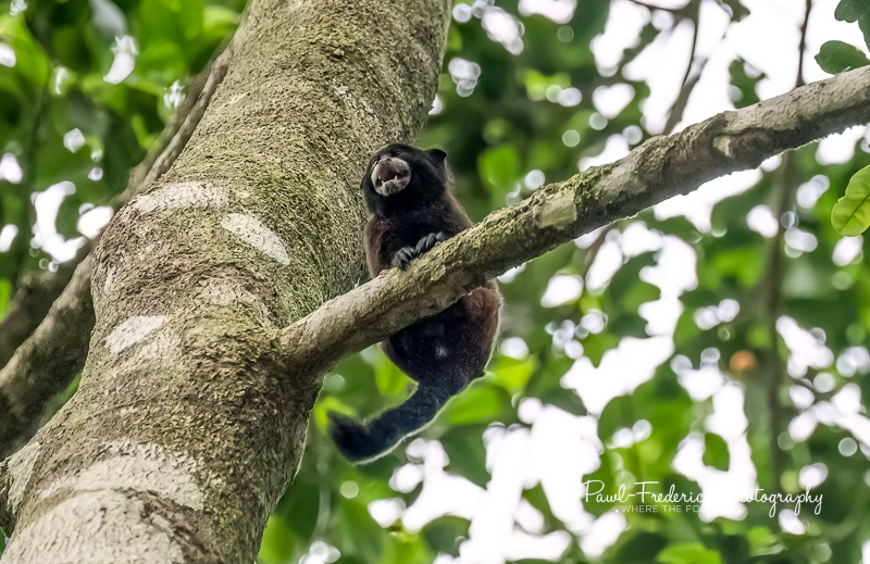 Saddle-backed Tamarin