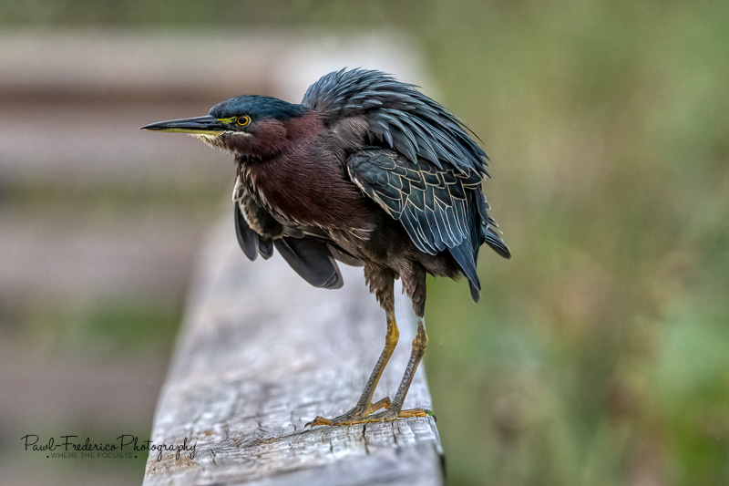 Green Heron