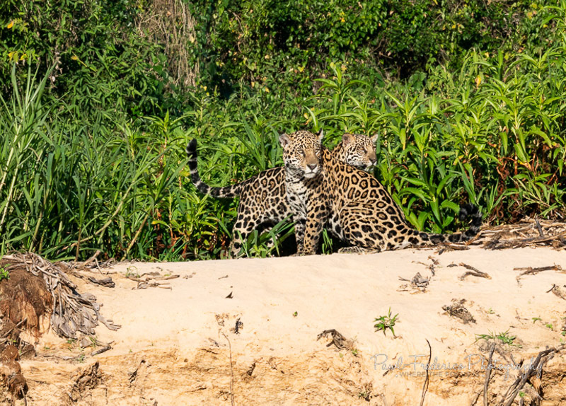 Mother and Daughter Jaguars Pantanal, Brazil
