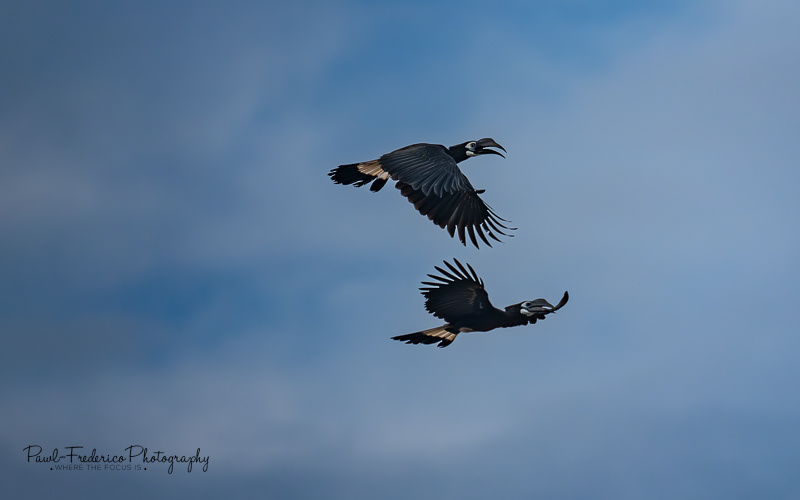 Bushy Crested Hornbill - Borneo