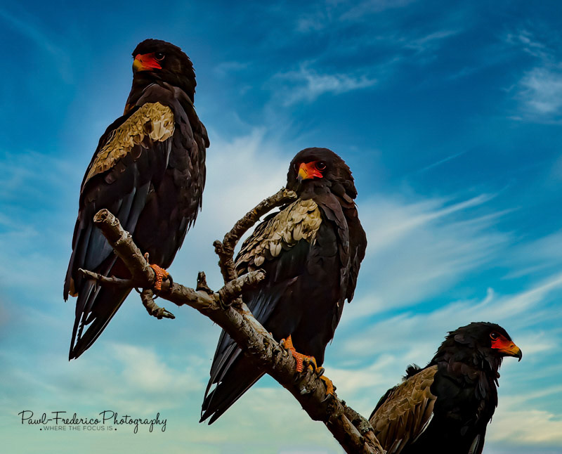 Bateleurs on Patrol - Tanzania