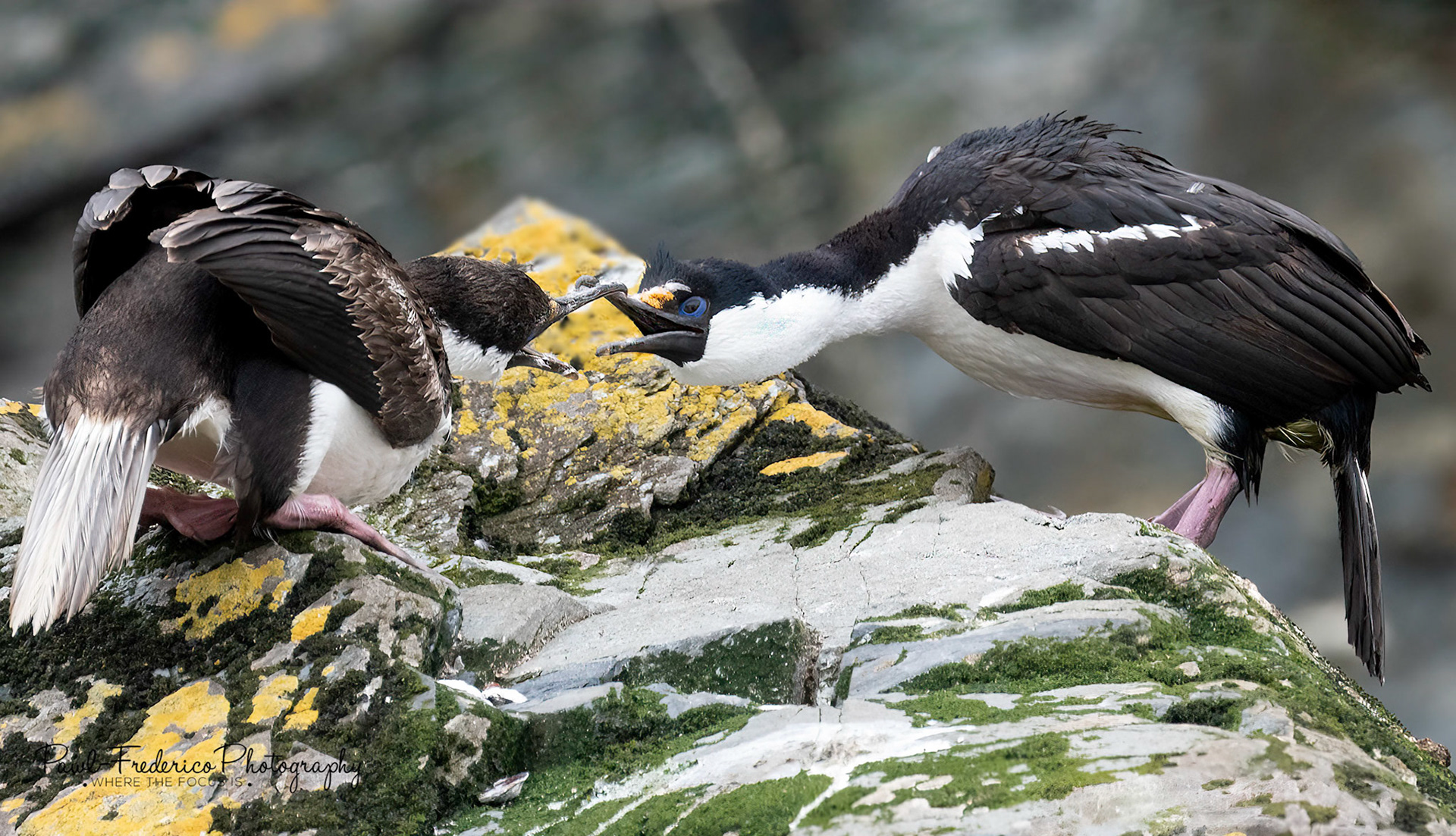 Antarctic Shags in Love