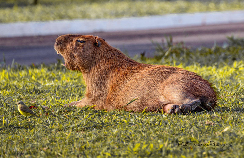 Kickin' It - Capybara