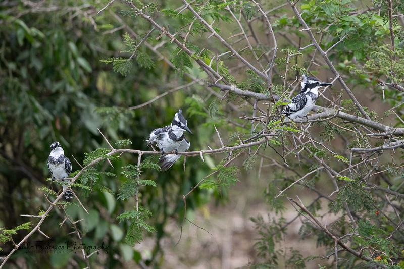 Pied Kingfishers