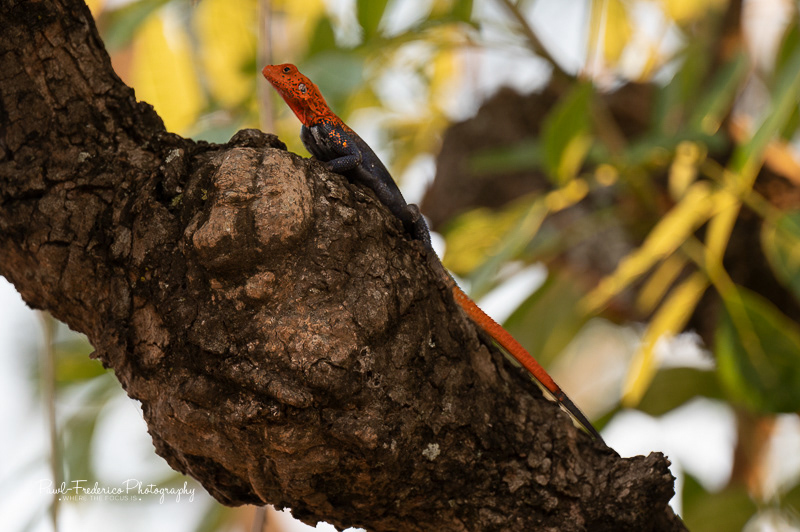 Tree Agama