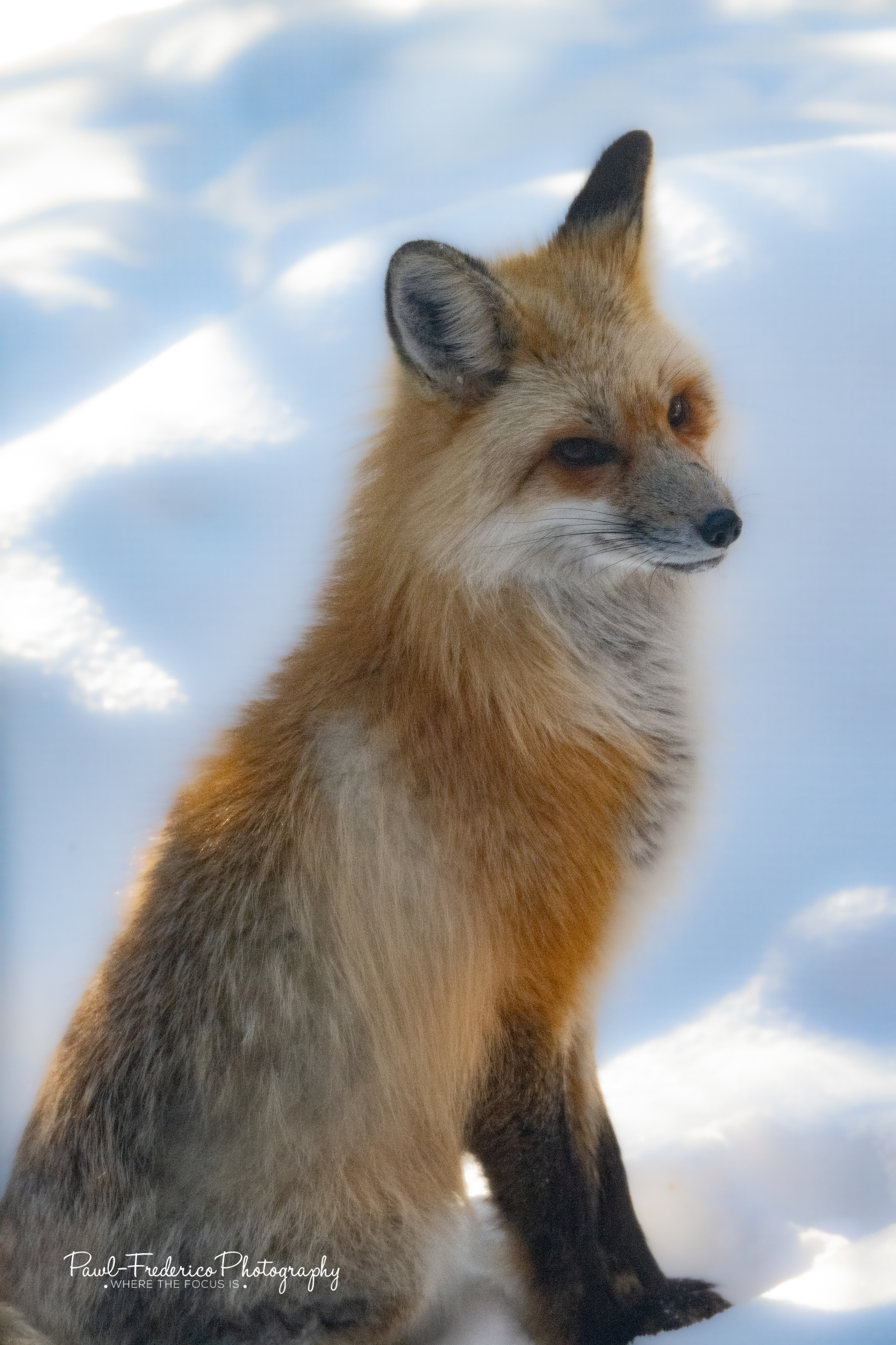 Mountain Fox