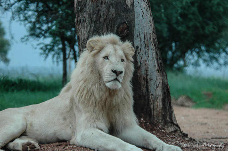 White lion, South Africa