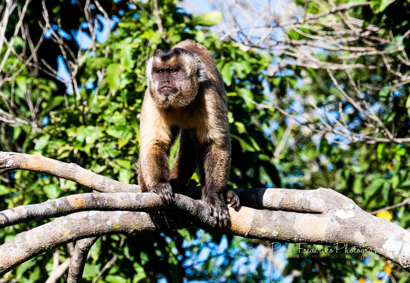 Capuchin -Pantanal, Brazil