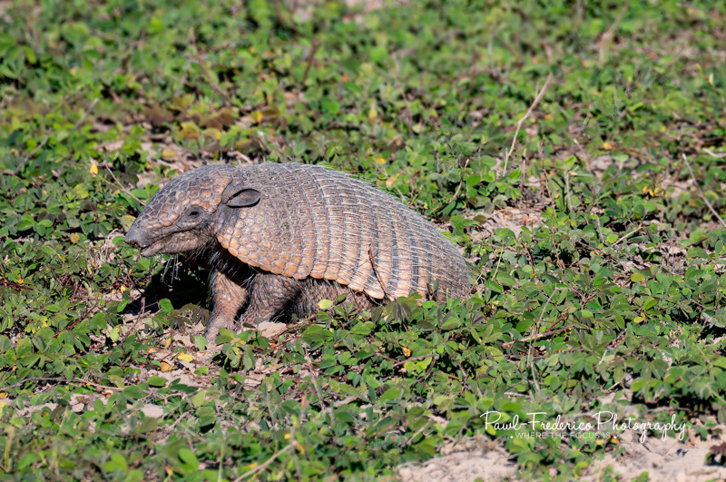Yellow Armadillo - Pantanal, Brazil