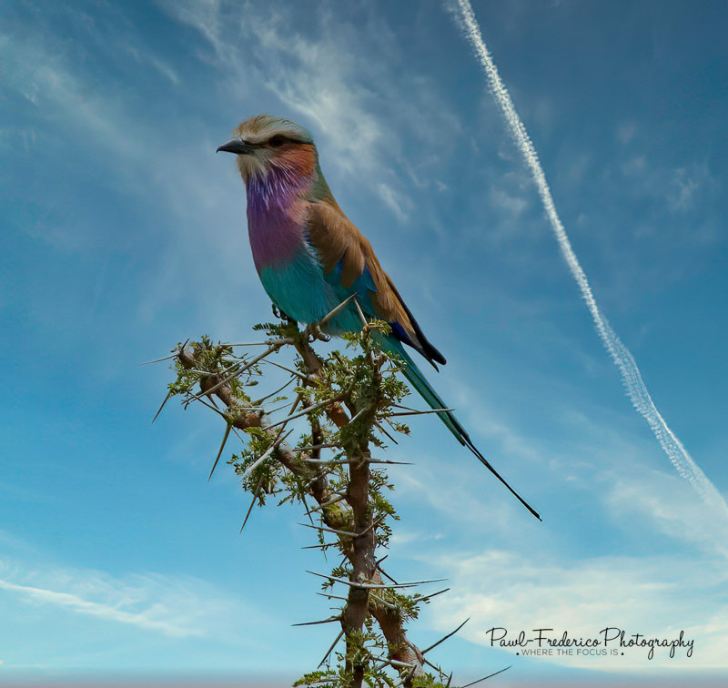 Lilac Breasted Roller - S. Africa