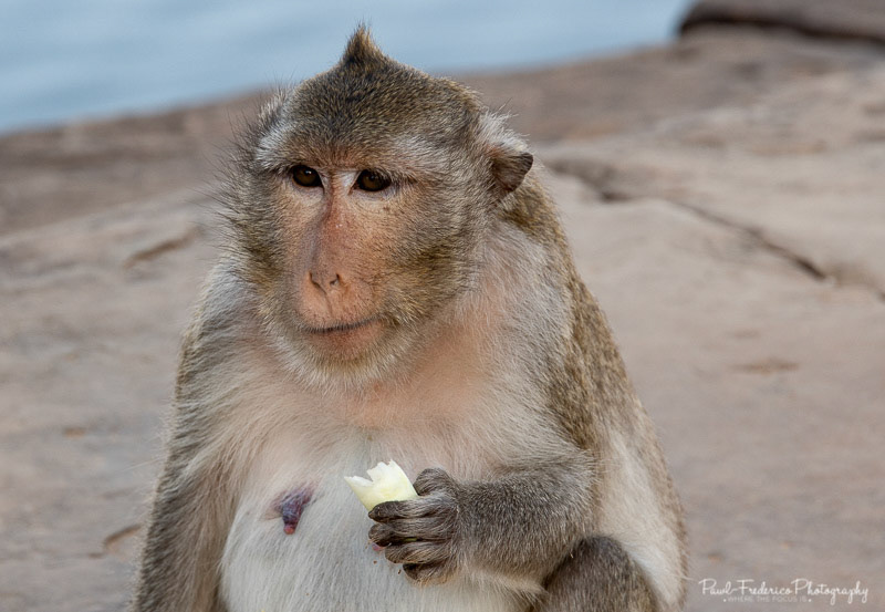  Give Me A Break! - Balinese Macaque 