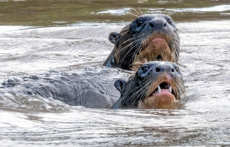 Giant Otters Pantanal, Brazil