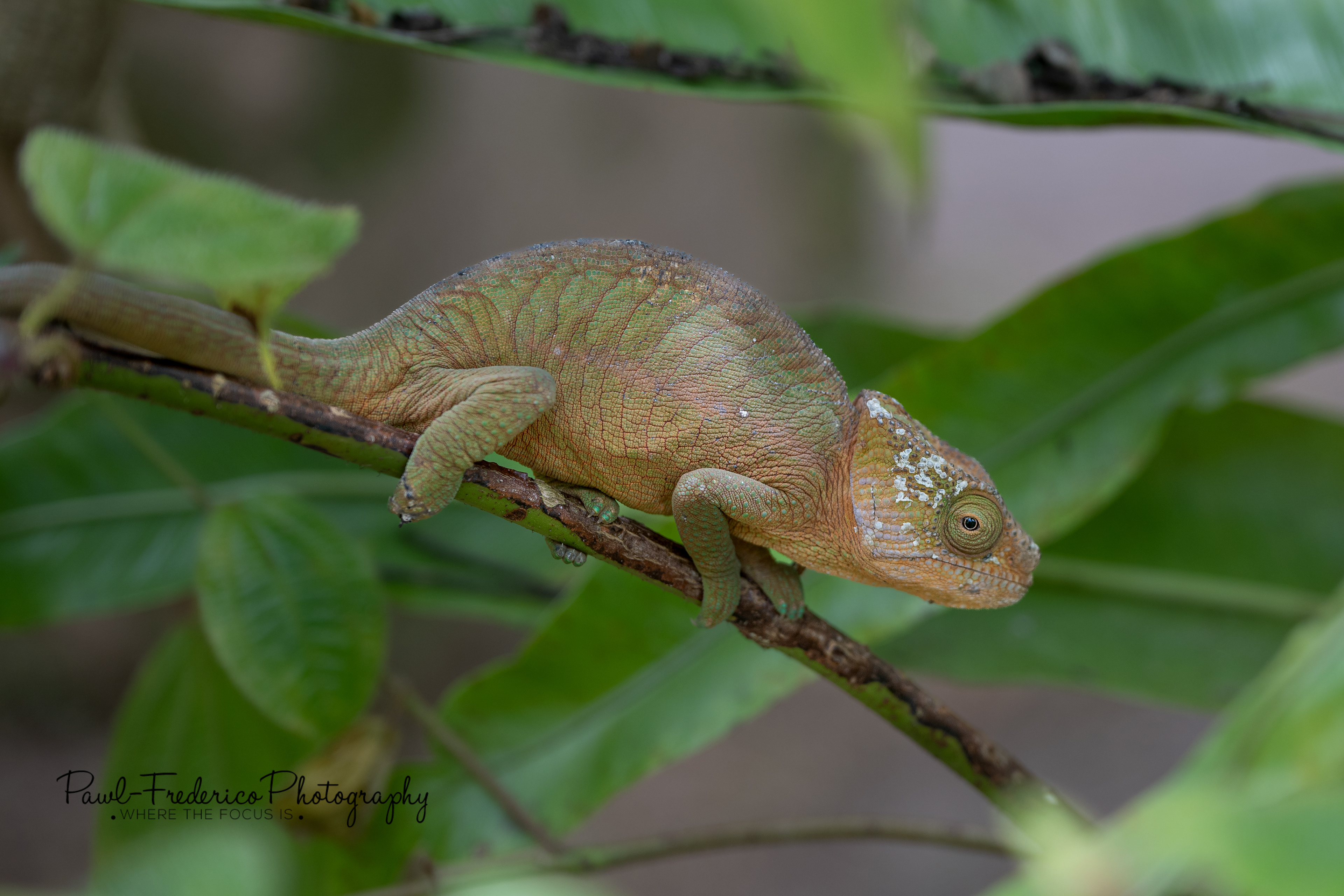 Oustalet's Chameleon - Madagascar