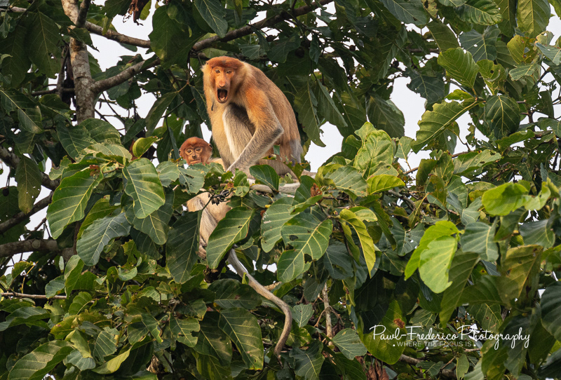 Stay Away From My Baby! - Proboscis Monkeys of Borneo