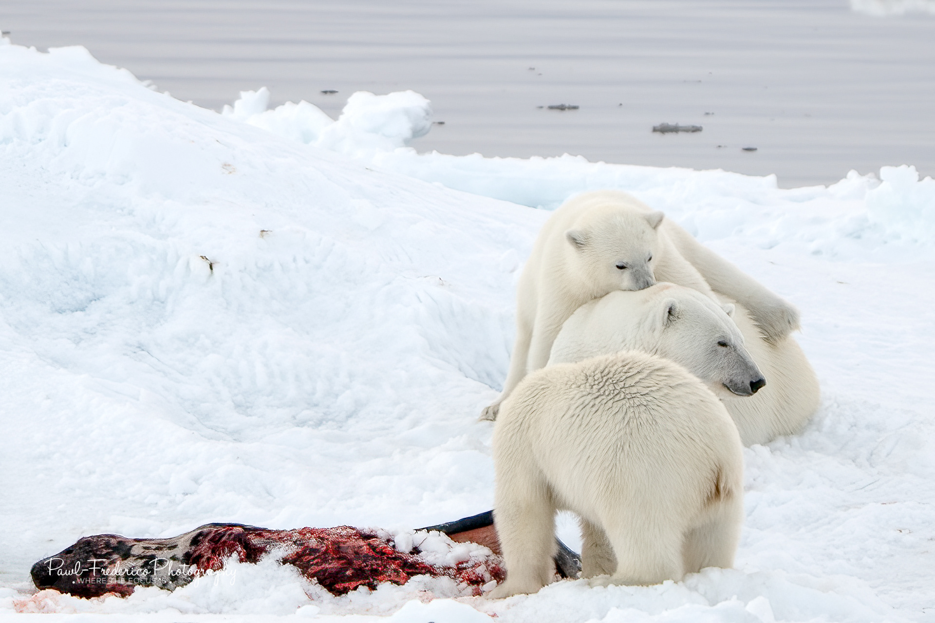 Playtime - Greenland Sea Pack-ice