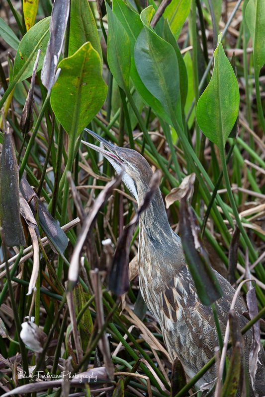 American Bittern