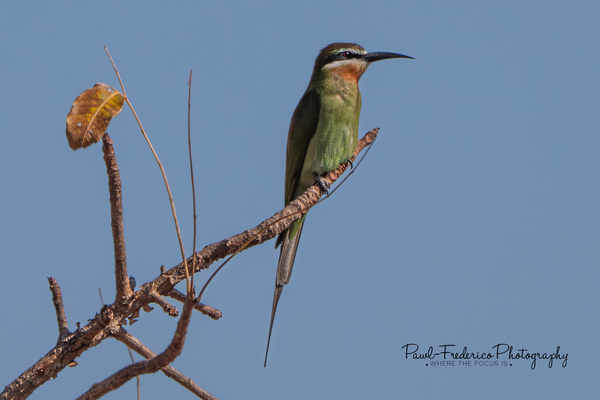 Madagascar Bee-eater