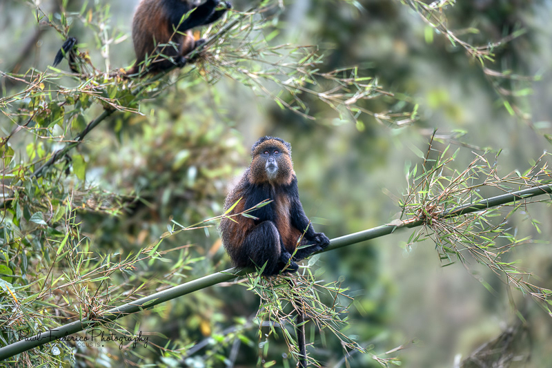 Golden Monkey - Rwanda