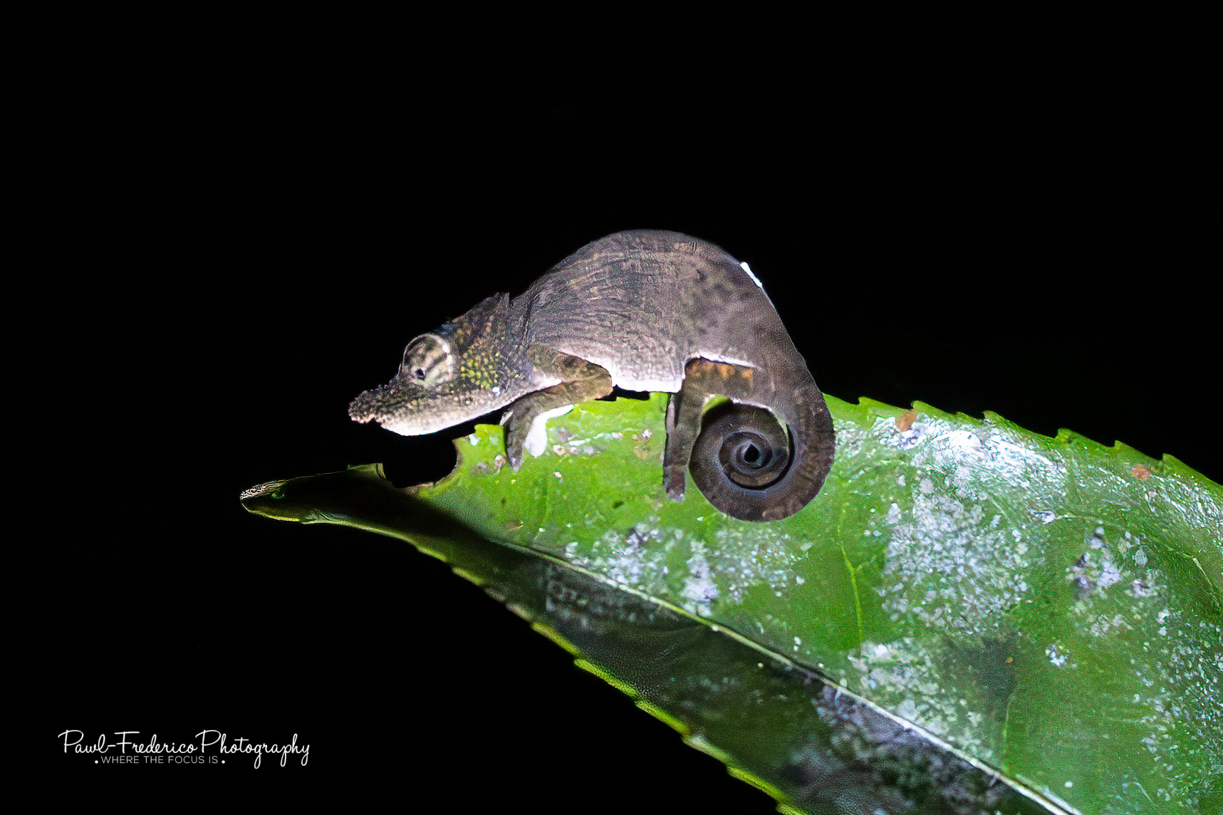 Nose-horned Chameleon - Madagascar