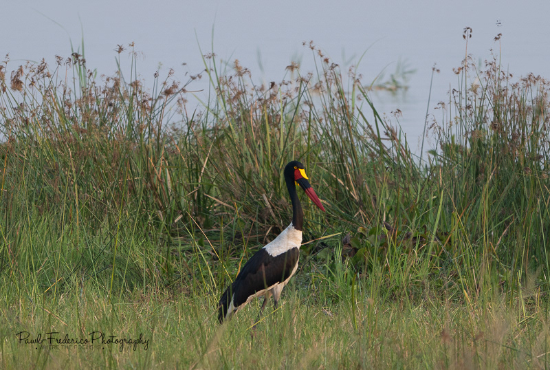  Saddle-billed Stork