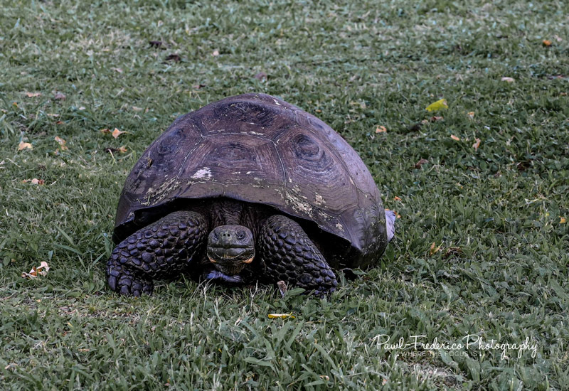 Giant Tortoise - Santa Cruz Island, Galapagos