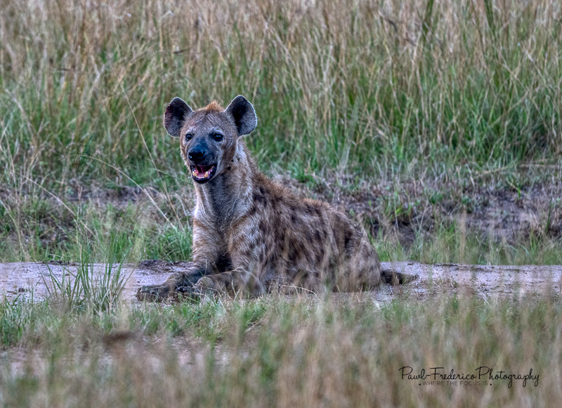 Hyena